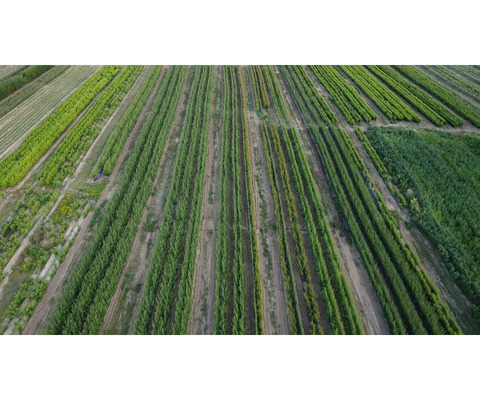Prestiž Plant Nursery