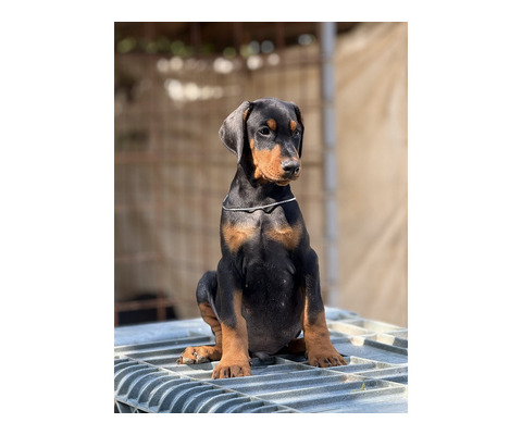 Prodaju se prelepi štenci dobermana, rodjeni 02.07.2025.